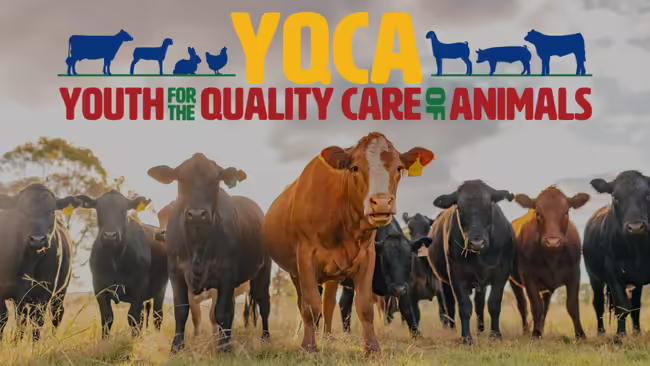 A herd of cattle in a green pasture. On top of image is the YQCA - Youth for the Quality Care of Animals logo