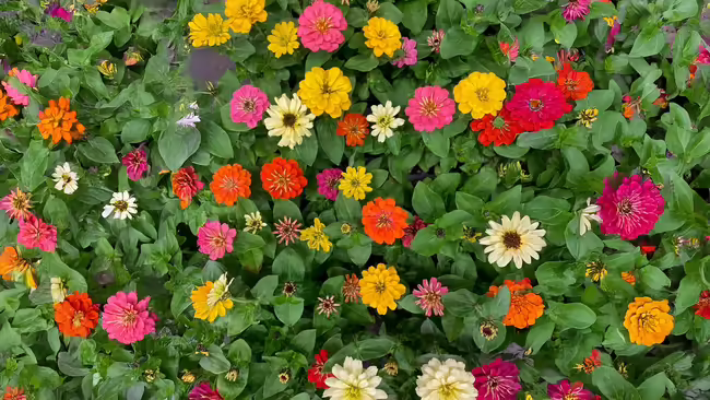 Zinnias 