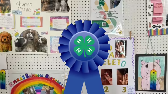 4-H clover on a blue ribbon in front of project displays