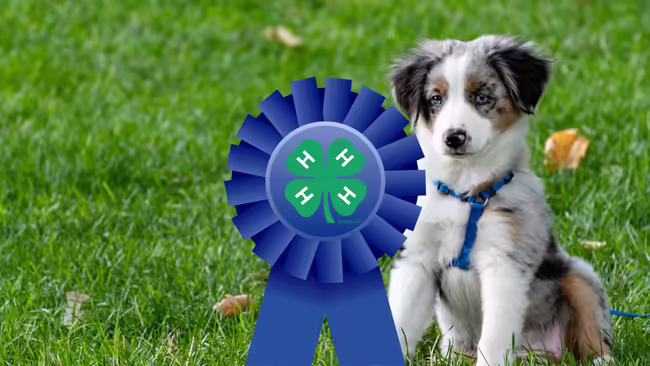 4-H clover on a blue ribbon in front of a dog