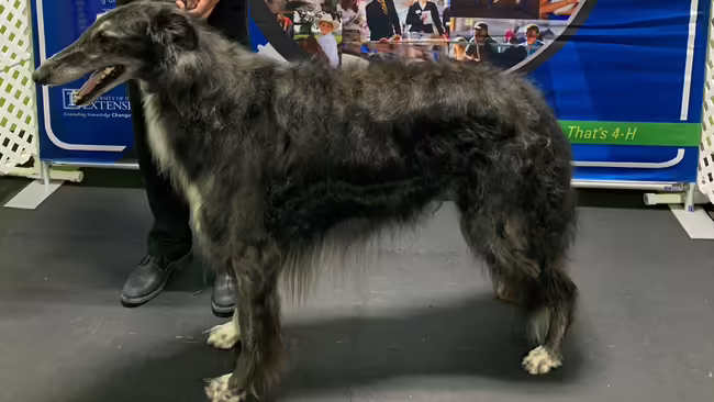 A winning dog is held in showing position.