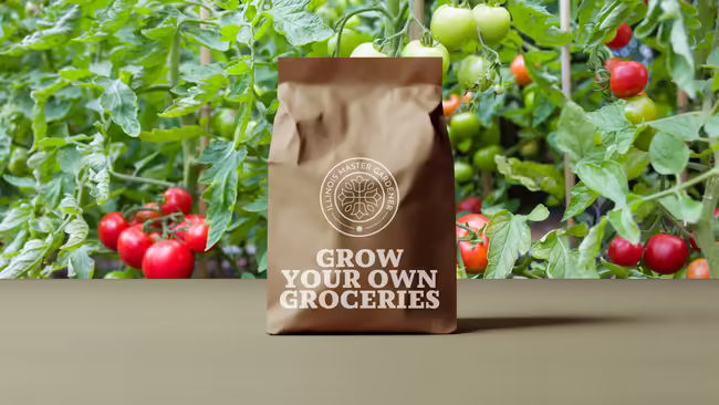 Grow your own groceries, tomatoes