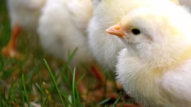 baby chicks