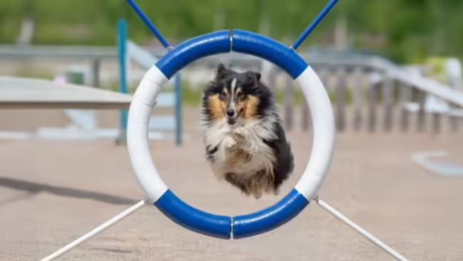 Border Collie Dog jumping through an agility hoop