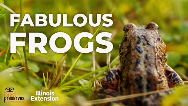 Fabulous Frogs
