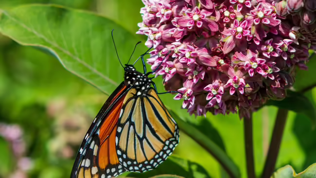 butterfly on pink flowers