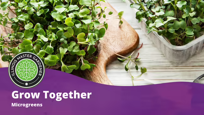 Grow Together, Microgreens text overlaying a purple background wtih microgreens pictured