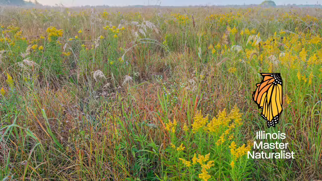 prairie grass and flowers and master naturalist logo