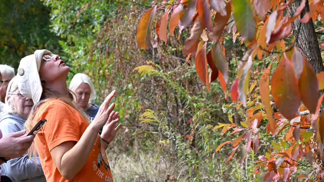 a lady looking at a tree