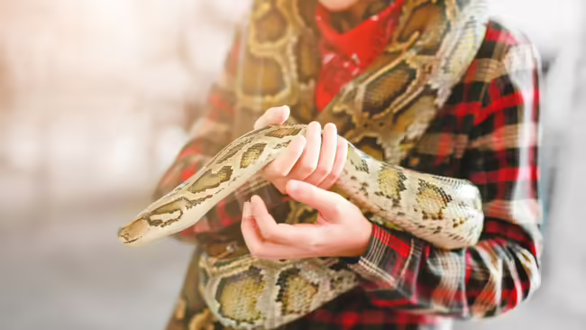 A boy holding a large snake 