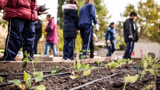 Community members working in a garden that is just starting to sprout 
