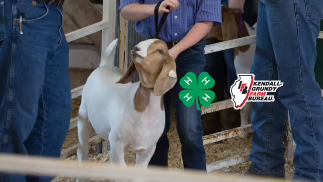 Youth showing a goat with logos for 4-H and Kendall-Grundy Farm Bureau