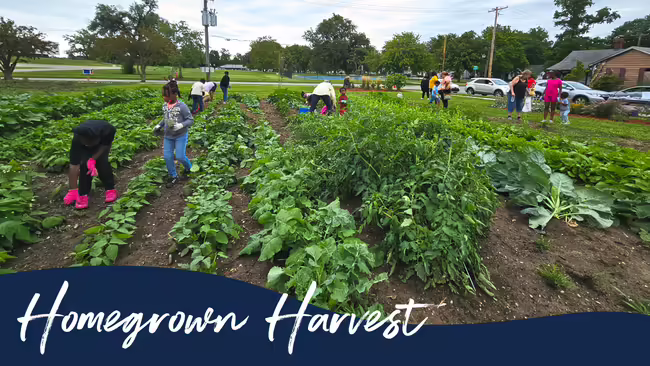 Rows of green crops at a community garden. People working on the crops in between the rows. 