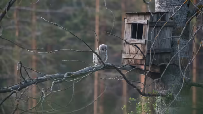 An owl sitting on a branch by an owl nest box 