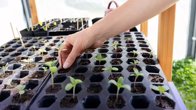 A person's hand tending to small green seedlings growing in a black honeycomb-shaped seed starter tray.