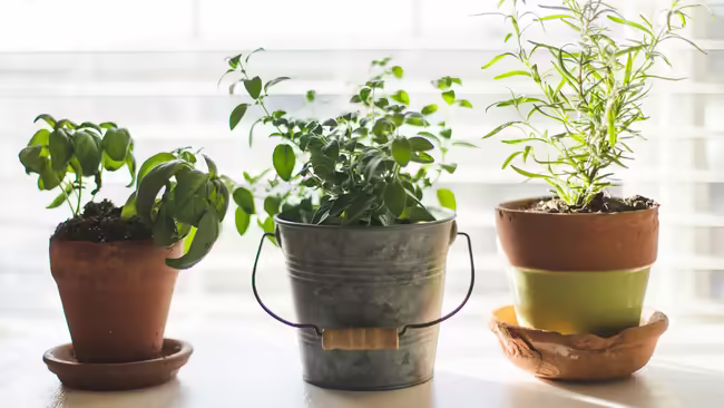 herbs growing in three pots