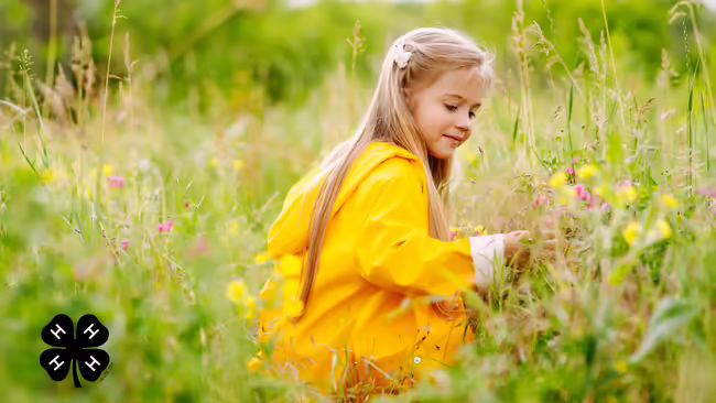 A young girl in a yellow raincoat kneeling in a grassy field of wildflowers. A black 4-H logo in the bottom left corner.