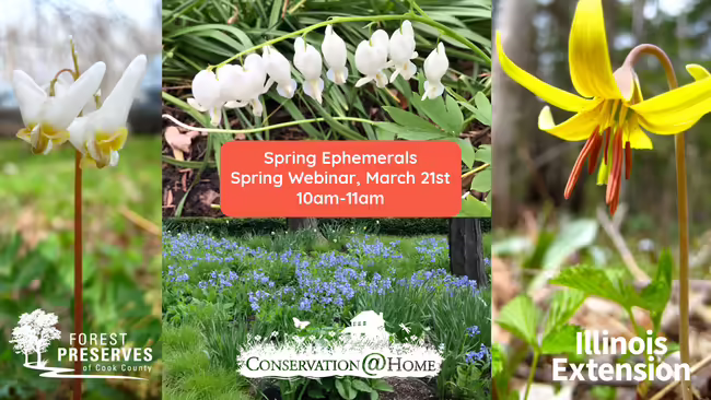 Spring Ephemerals, Spring webinar, March 21st, 10am-11am