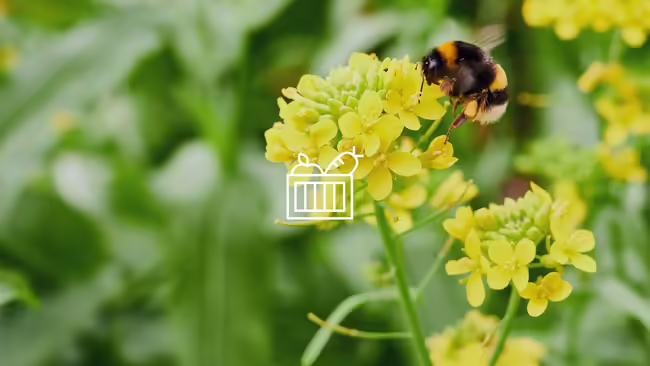 A bumble bee sitting on a yellow flower. 