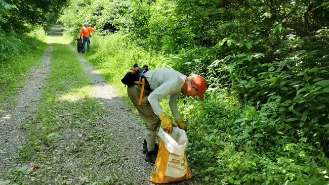 volunteers removing invasive plants