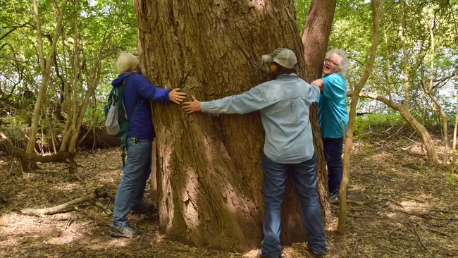 people hugging a tree