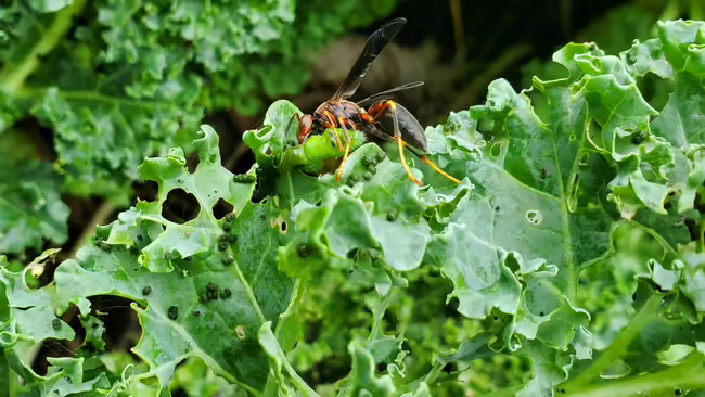 wasp eating a worm on green leaf