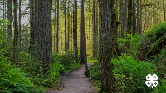 A walking trail with trees and greenery surrounding the path. A white 4-H clover in bottom right corner.
