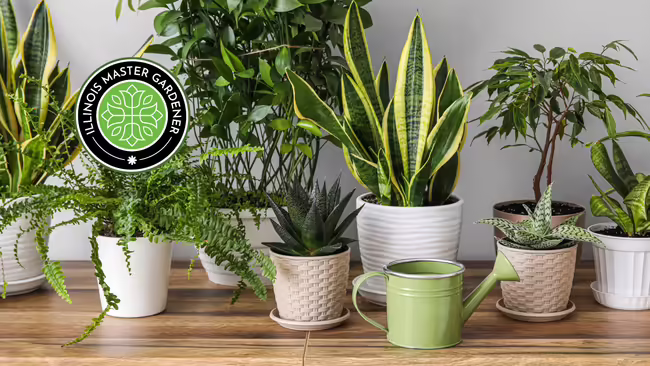 collection of potted houseplants