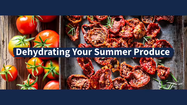 Ripe tomatoes next to dehydrated tomatoes