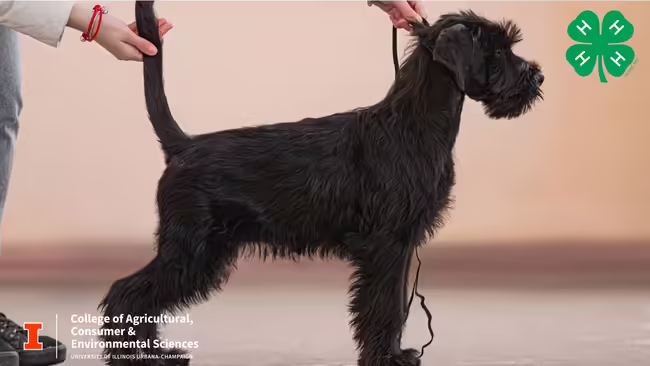 A dog in a show stance 