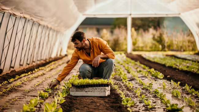 A man planting seedlings in a hoop house. 