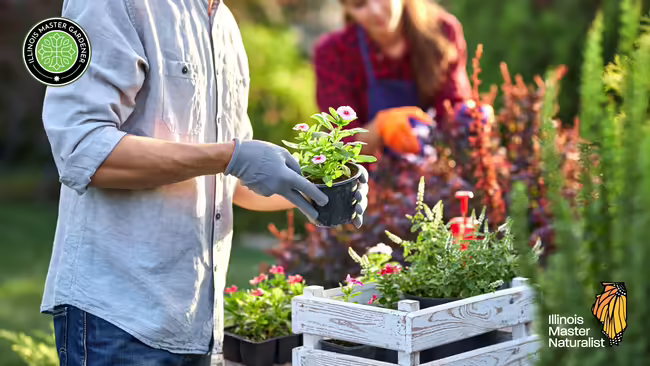 A couple planting pink flower.