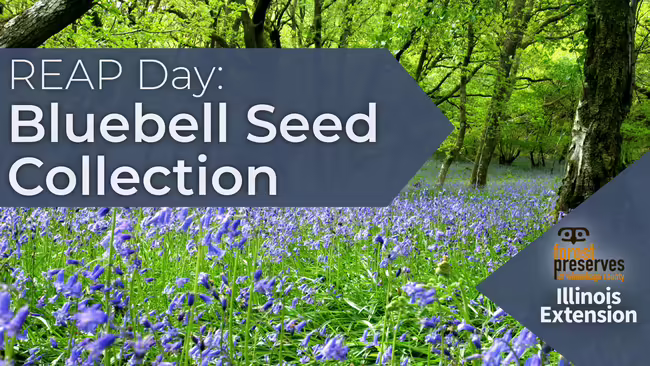REAP Day Bluebell Seed Collection 