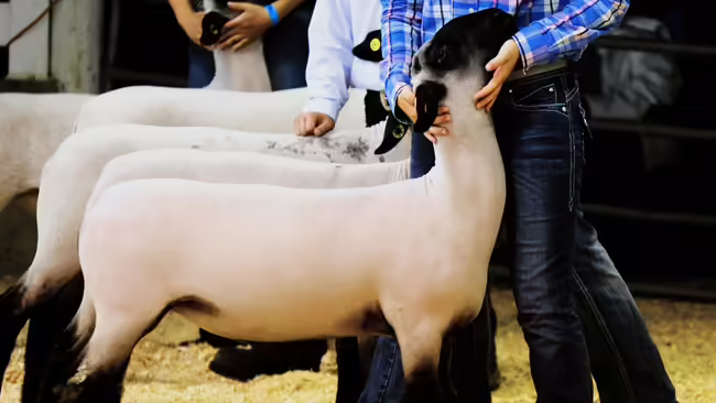 Suffolk sheep standing in a showing position by a showman.