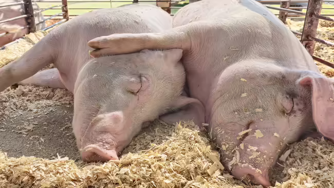 Two white pigs laying next to each other on loose shavings.