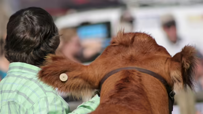 The back of the heads of a beef cow and a young man in a green plaid shirt. 
