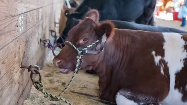 A brown and while spotted steer laying down with his lead tied to the wall. 