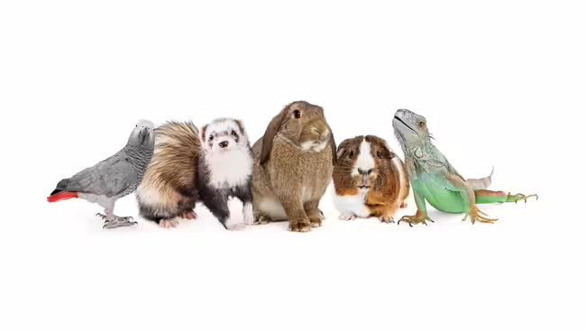 A group of small pets from bird, ferret, rabbit, and lizard. 