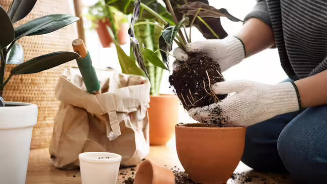 a person repotting a houseplant with other houseplants and repotting supplies nearby