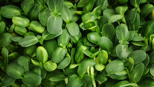 a close-up of microgreen leaves