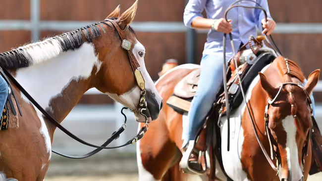 Two paint horse standing perpendicular to each other with riders wearing western wear. 