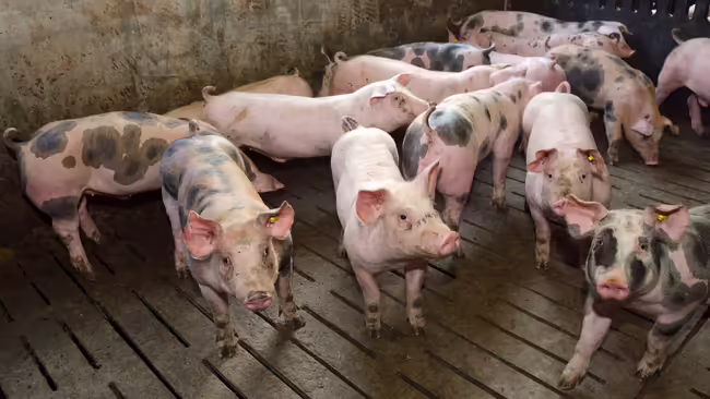 A group of spotted pigs wandering in their fence.