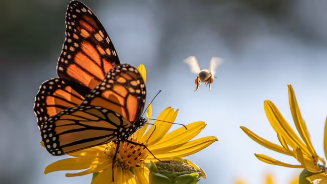 A monarch butterfly sitting on a yellow flower next to a flying honeybee.