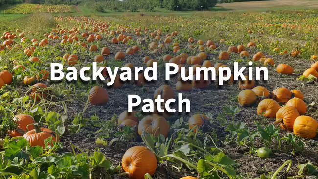 pumpkin patch