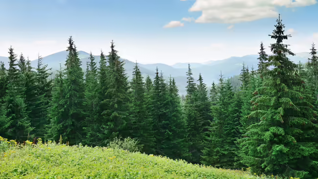 A dense forest of tall evergreen trees with a grassy clearing in the foreground and distant blue-tinted mountains under a partly cloudy sky.