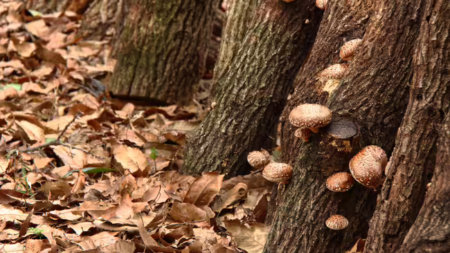 Shiitake Logs with mushrooms on the tree