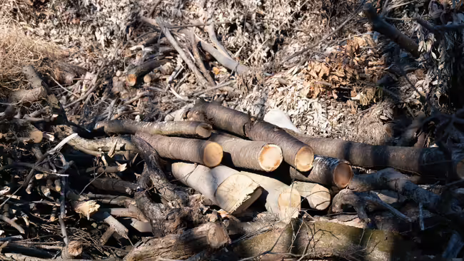 Shiitake Logs on a stream