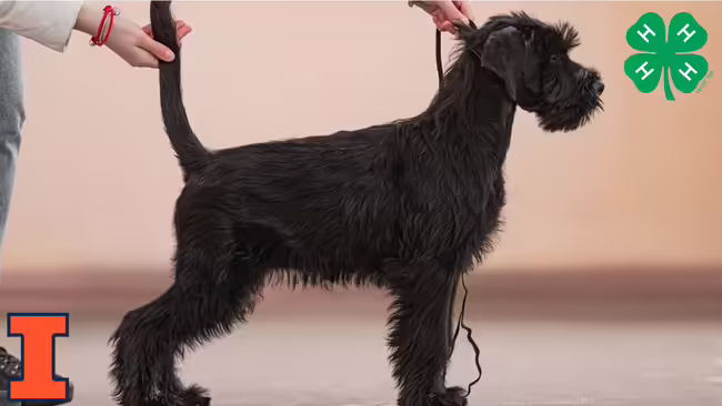 A dog in a show stance 