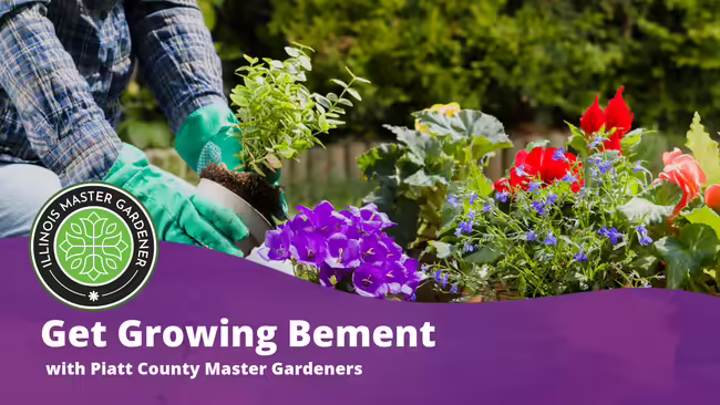 Get Growing Bement with Piatt County Master Gardeners text over a purple background with hands in a garden planting flowers pictured 