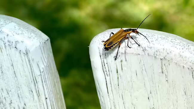 insect on white fence